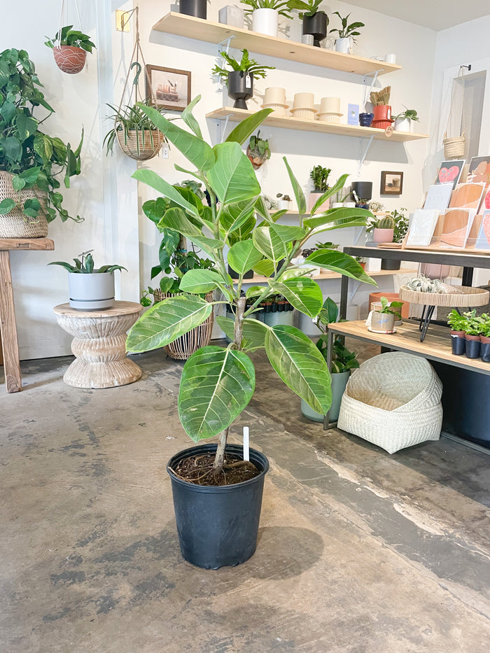 10” Ficus Yellow Gem - Standard