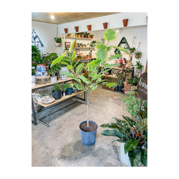 12” Ficus Altissima 'Yellow Gem' Standard