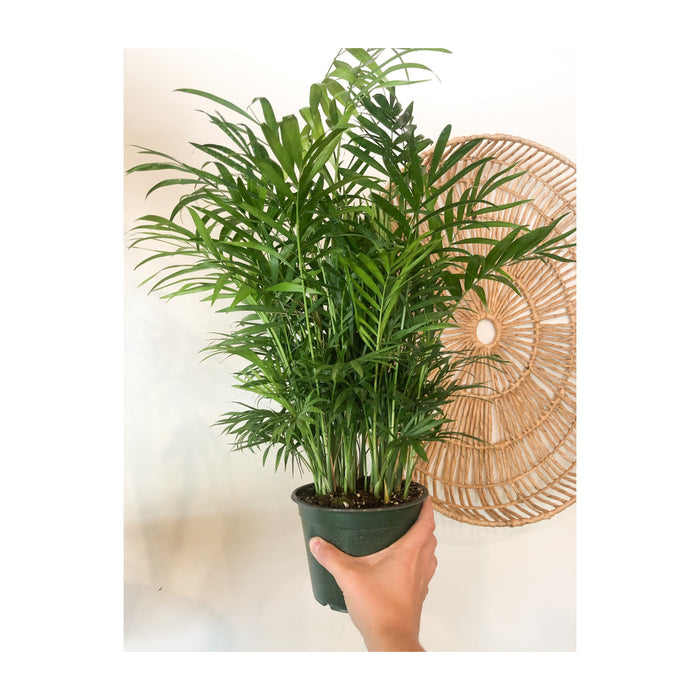6" Neanthe Bella 'Parlour' Palm