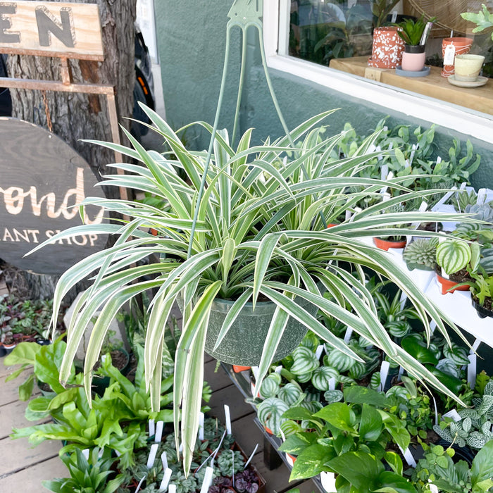 8" Spider Plant