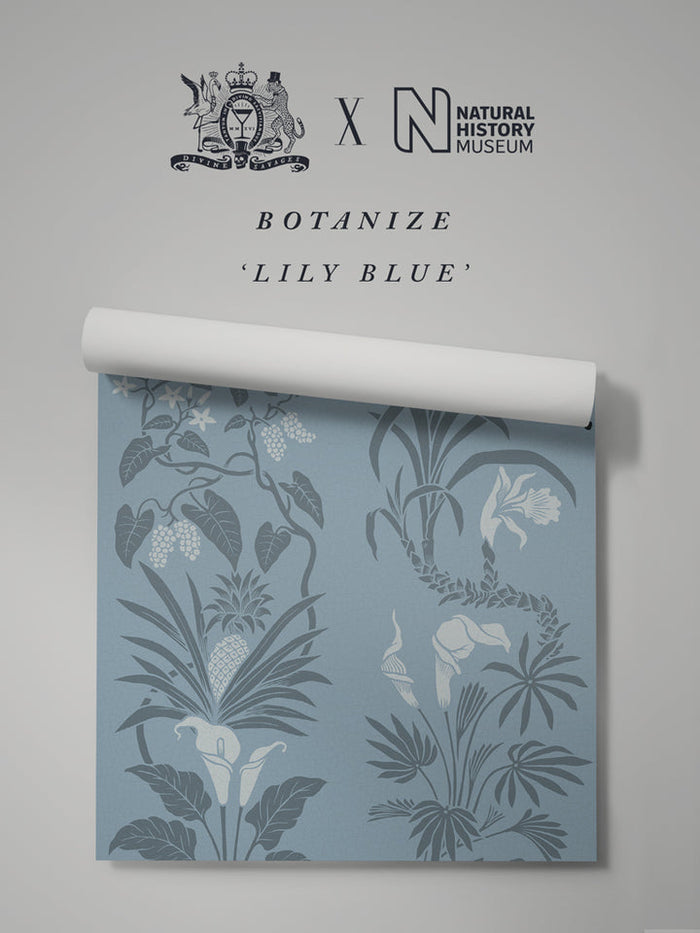 Lily Blue