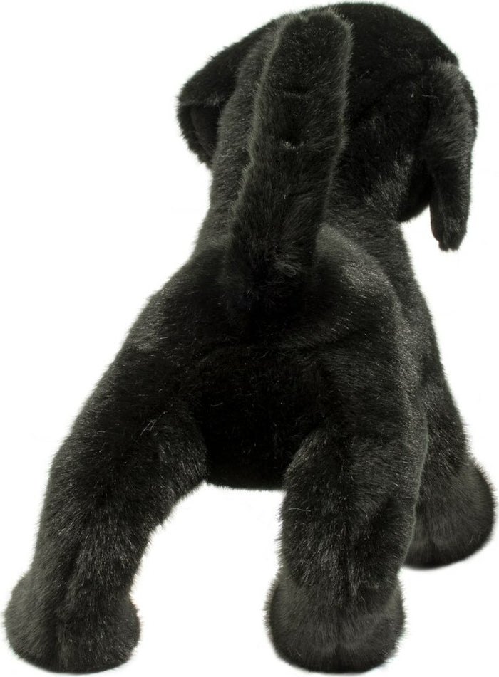 Chester Black Lab