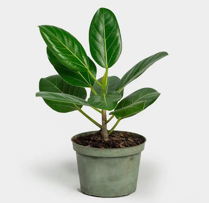 Ficus Audrey Bush