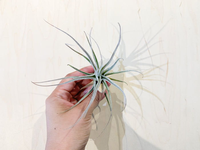 T. Ehlersiana