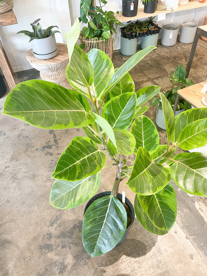 10” Ficus Yellow Gem - Standard