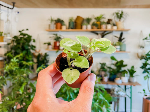 2” Peperomia ‘Pixie Lime’