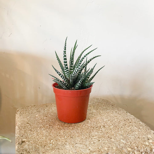 2.5" Haworthia