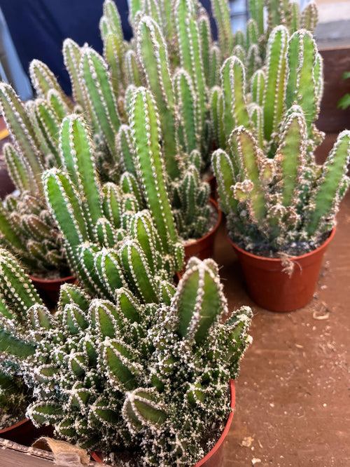 3.25” fairy castle cactus