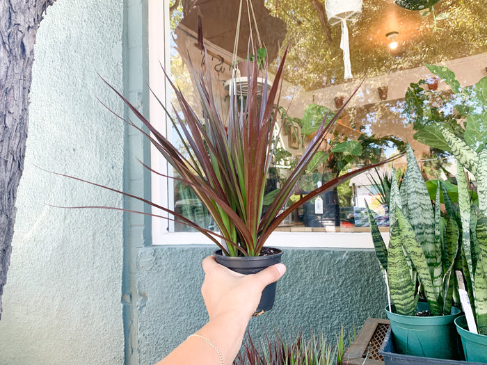 4” Dracaena Tips