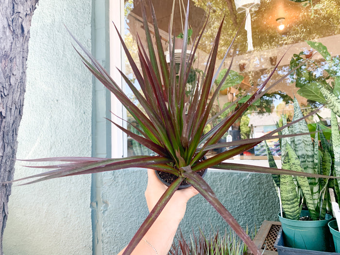 4” Dracaena Tips