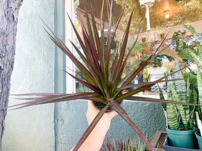 4” Dracaena Tips