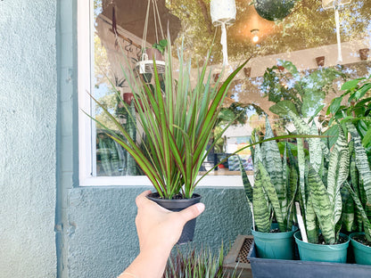 4” Dracaena Tips