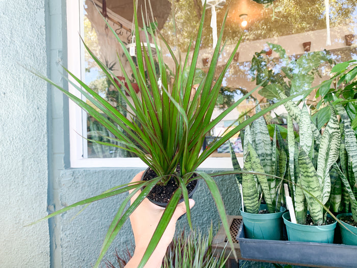 4” Dracaena Tips