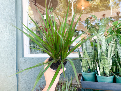 4” Dracaena Tips