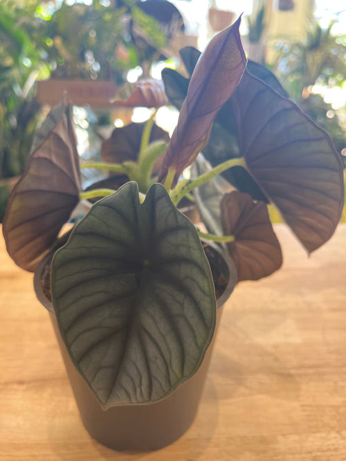 5” Alocasia Silver Nebula