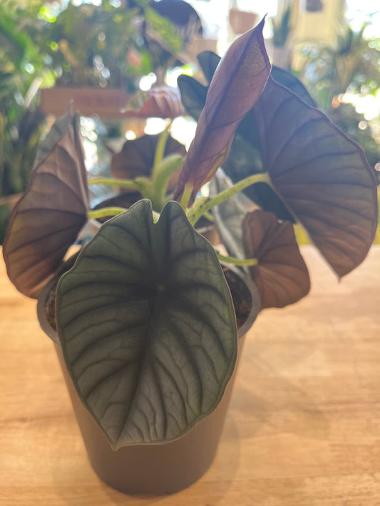 5” Alocasia Silver Nebula