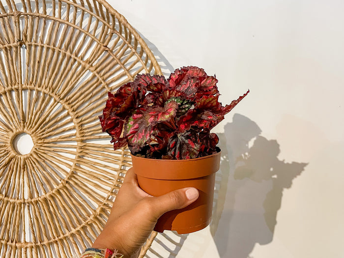5" Rex Begonia