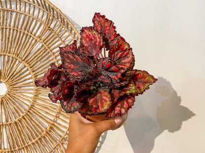 5" Rex Begonia