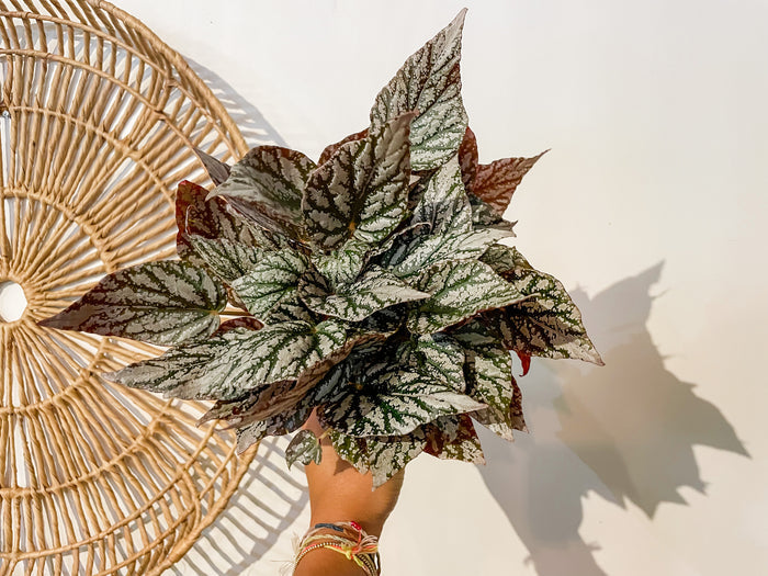 5" Rex Begonia