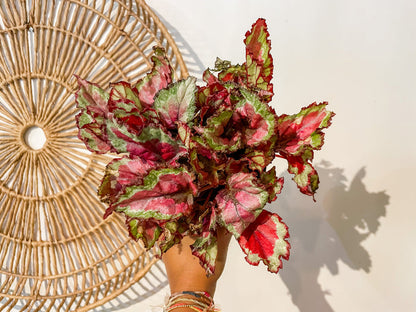 5" Rex Begonia
