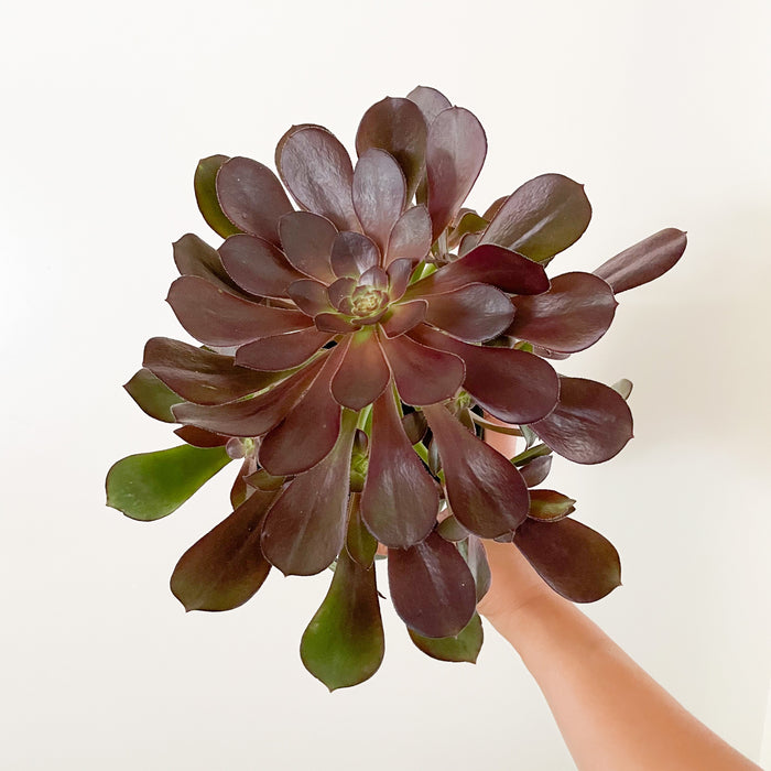 6” Aeonium