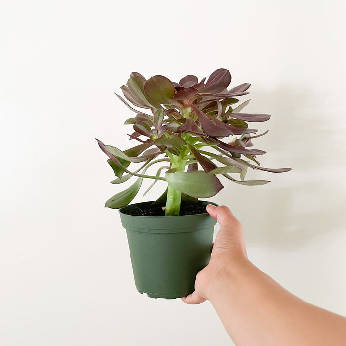 6” Aeonium