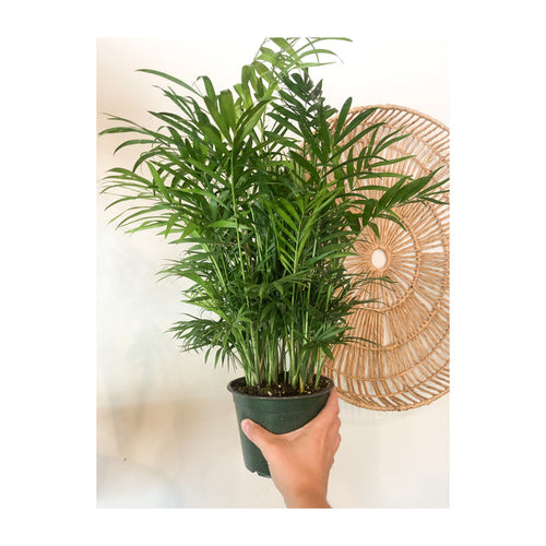 6" Neanthe Bella 'Parlour' Palm