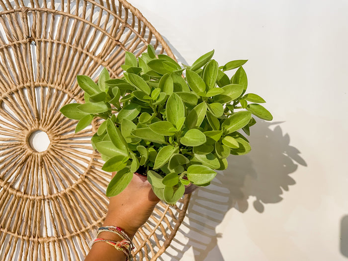 6" Peperomia 'Pixie Lime'