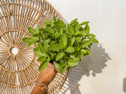 6" Peperomia 'Pixie Lime'