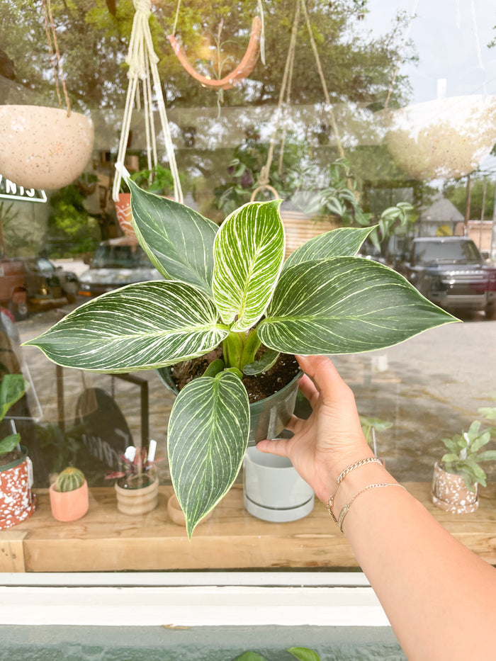 6” Philodendron Birkin