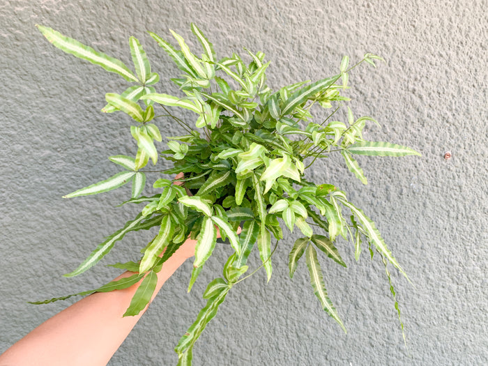 6" Pteris Fern