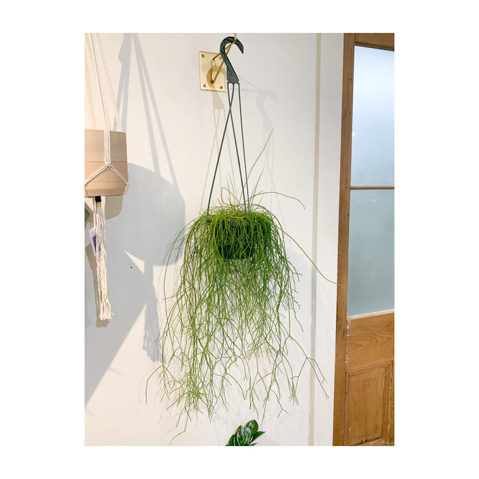 6” Rhipsalis Clavata
