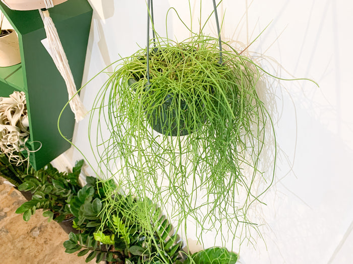 6” Rhipsalis Clavata
