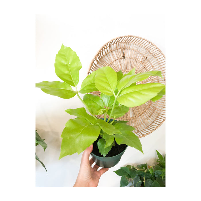6” Schefflera Amate Soliel