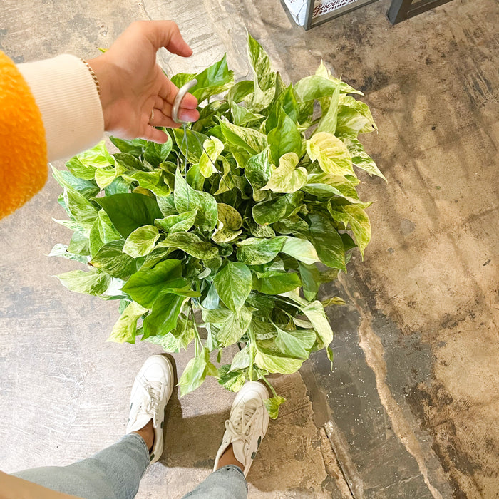 8" Pothos Marble Queen