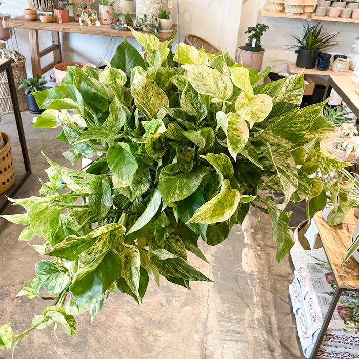8" Pothos Marble Queen