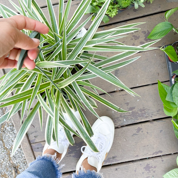 8" Spider Plant