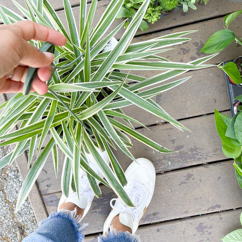 8" Spider Plant