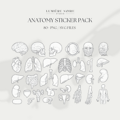 80+ Anatomy Stickers – Human Body Illustrations | SVG + PNG | Transparent Medical Clipart | Digital Download