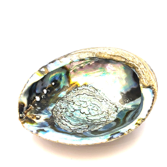 Abalone Shell — Ethically Sourced | Hand-Selected by Stacey | Reiki, Sound & Moon Energy Infused