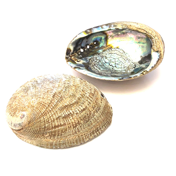 Abalone Shell — Ethically Sourced | Hand-Selected by Stacey | Reiki, Sound & Moon Energy Infused