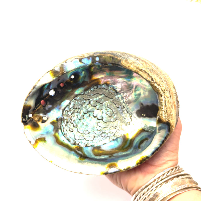 Abalone Shell — Ethically Sourced | Hand-Selected by Stacey | Reiki, Sound & Moon Energy Infused