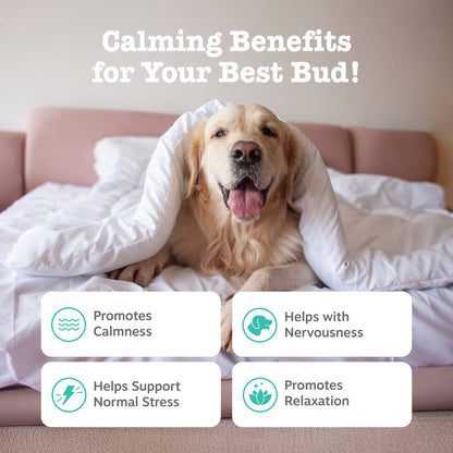 Golden Retriever wrapped in white bedding on a pink couch with benefit icons displayed below.