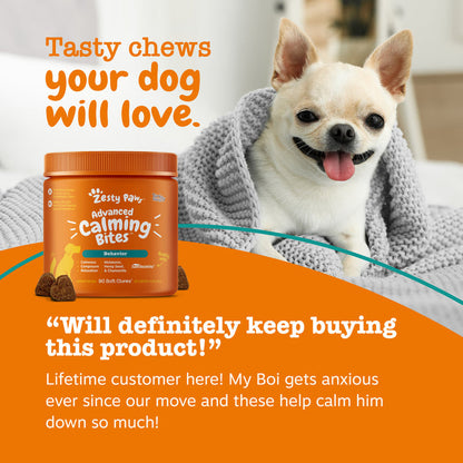 White Chihuahua wrapped in gray blanket next to orange jar of Advanced Calming Bites dog treats.
