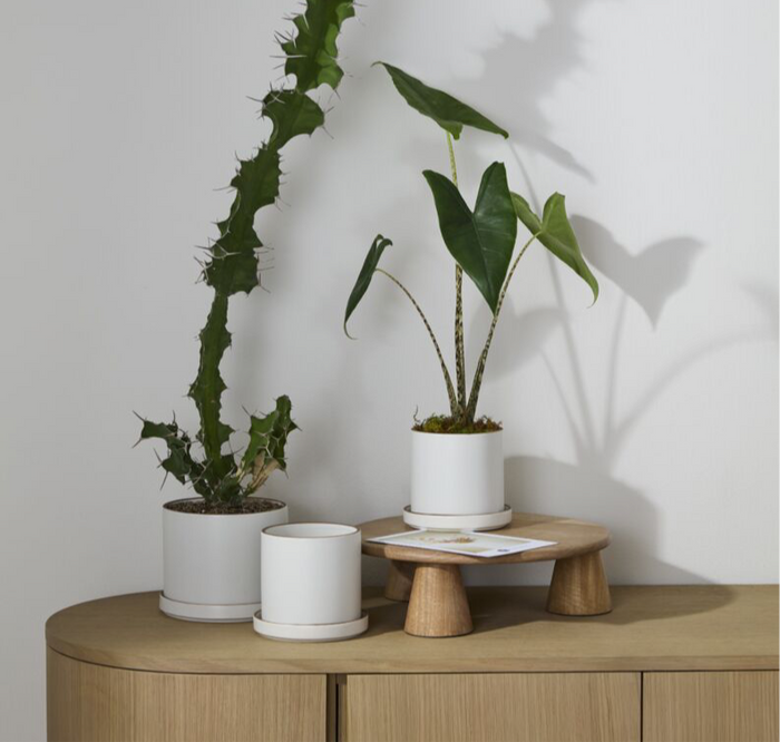 Author Planter