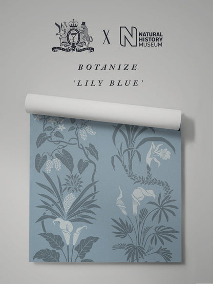 Lily Blue