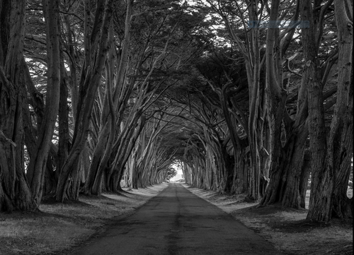 Brad Hyland: Cypress Tunnel