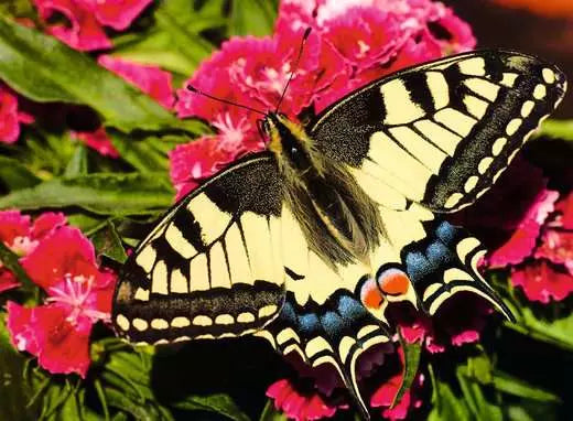 Butterfly 500 Pc