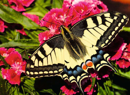 Butterfly Puzzle (500 pc)