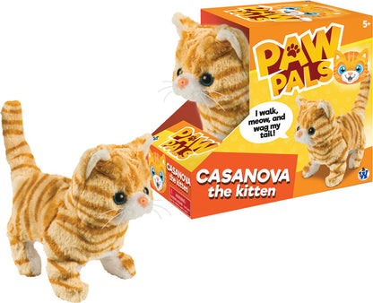 Casanova The Walking Kitten